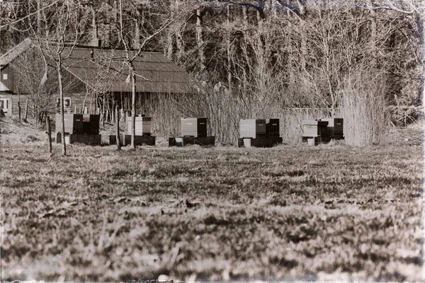 Κυψέλες στέκεται στο πεδίο του οπωρώνα — Φωτογραφία Αρχείου