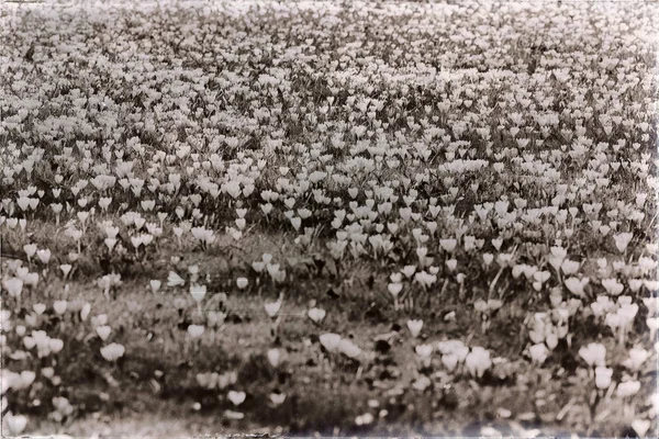 Meadow in park filled with crocuses — Stock Photo, Image