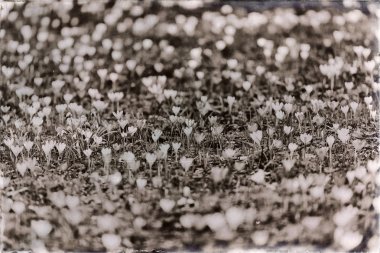  Meadow Park çiğdemler ile dolu