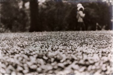 Crosuses ile dolu çayır 