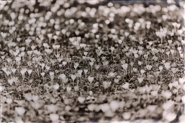  Meadow Park çiğdemler ile dolu