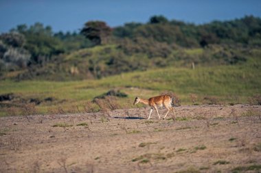 kum üzerinde yürüme geyik 