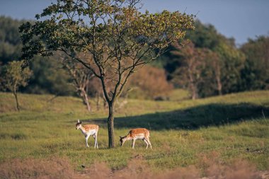 alanda otlayan geyik 