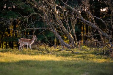 Alageyik doe alanındaki 