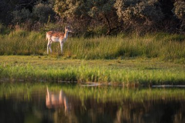 uzun boylu yeşil çim geyik