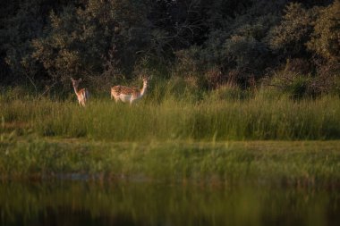 Uzun otların içinde iki geyik 