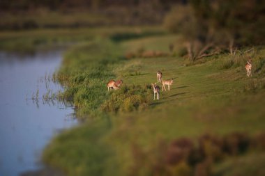 alageyik çayır üzerinde grup 