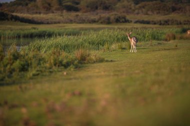 Alageyik doe çayır üzerinde