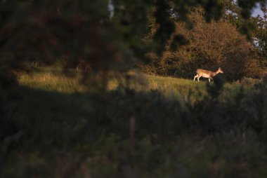 Alageyik doe alanındaki
