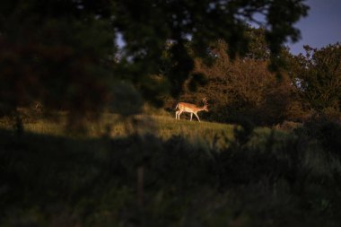 Alageyik geyik alanındaki 