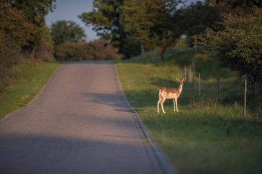 yol ve çit arasında geyik duran