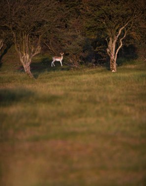 Alageyik ayakta çalıların arasında
