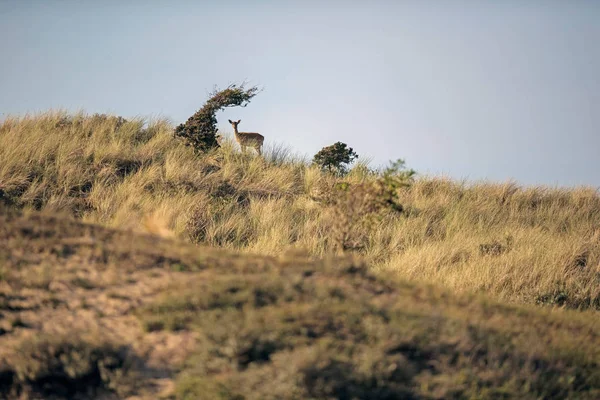 경사면에 서 있는 사슴을 경작 — 스톡 사진