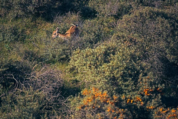 Cervo-de-grazing — Fotografia de Stock