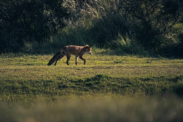 Red fox wandelen op weide — Stockfoto