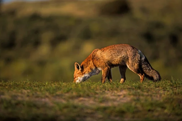 Червона лисиця стоїть на зеленому полі — стокове фото