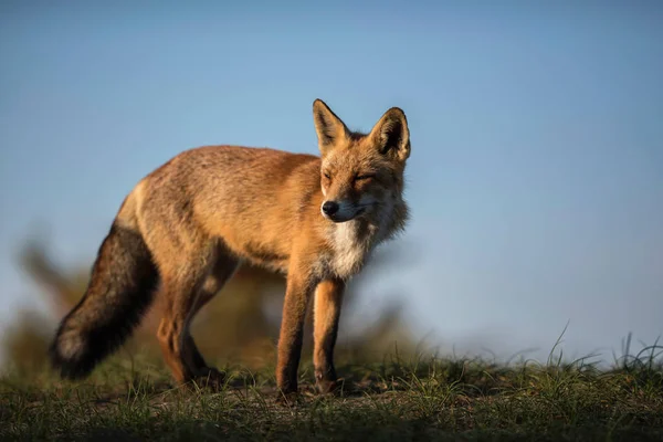 Red fox standing on grass