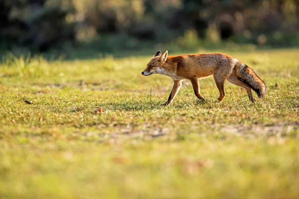 Червона лисиця, що йде над лугом — стокове фото