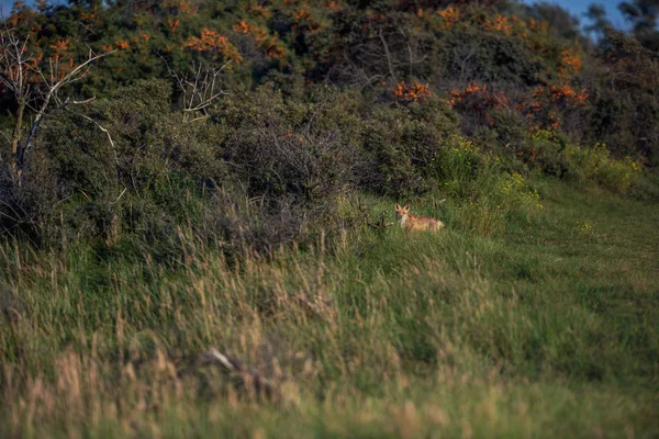 Kızıl Tilki uzun otların içinde  