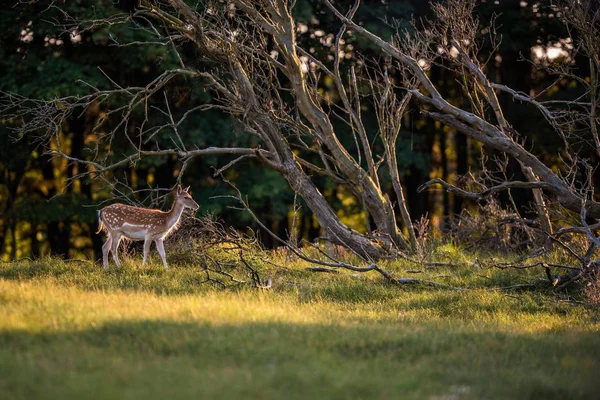 Corça-de-cervo-branco no campo — Fotografia de Stock