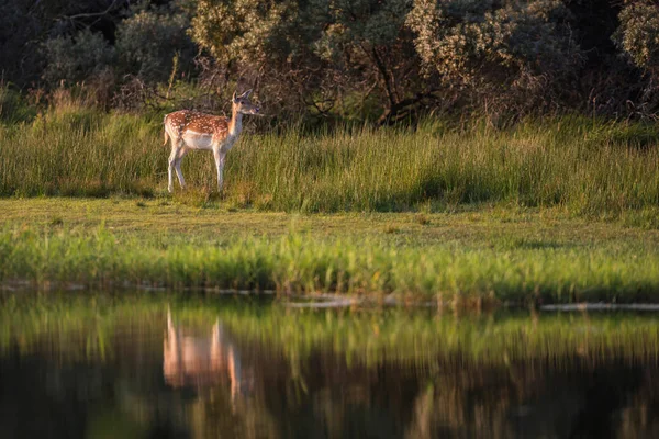 uzun boylu yeşil çim geyik