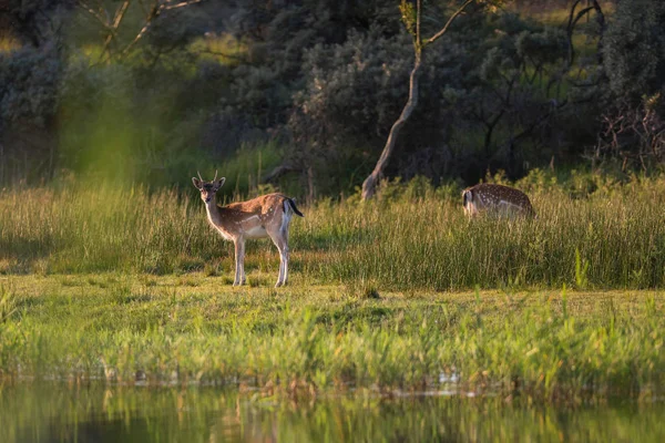 Giovane daino cervo buck — Foto Stock