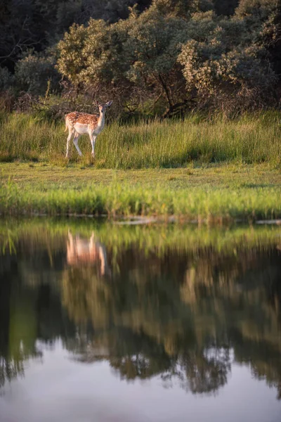 Cervo in erba alta verde — Foto Stock