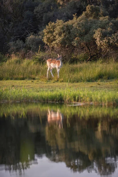 uzun boylu yeşil çim geyik
