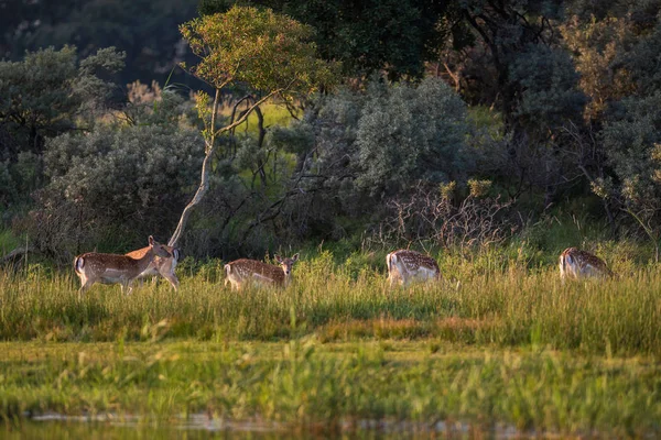 Grubu otlayan alageyik 