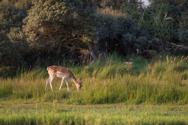 Alageyik doe otlatma  