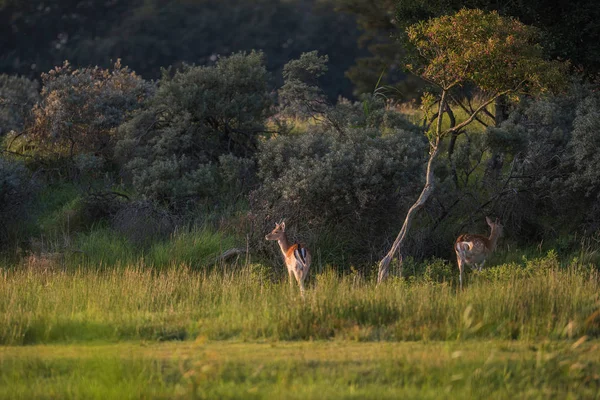 Cervo in erba alta verde — Foto Stock