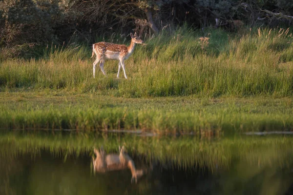 Uzun boylu yeşil çim geyik — Stok fotoğraf