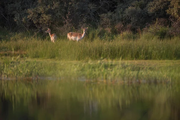 Deux cerfs dans l'herbe haute — Photo