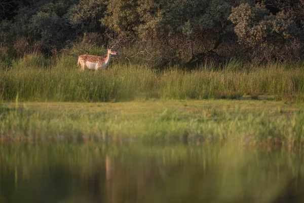 Cerfs dans l'herbe verte haute — Photo