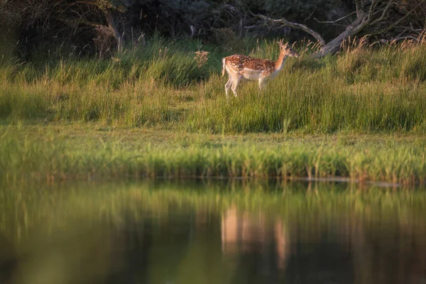 背の高い緑の草に鹿 — ストック写真
