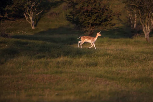 Gamo en Pradodamherten op weide — Stockfoto