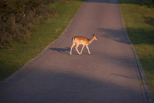 Fallow deer doe crossing road