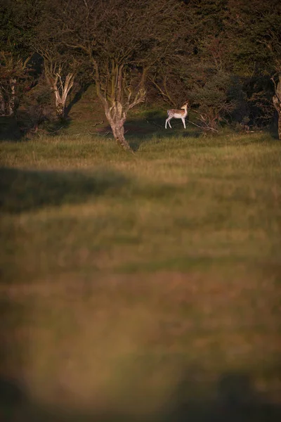 休闲地鹿站在灌木丛中 — 图库照片