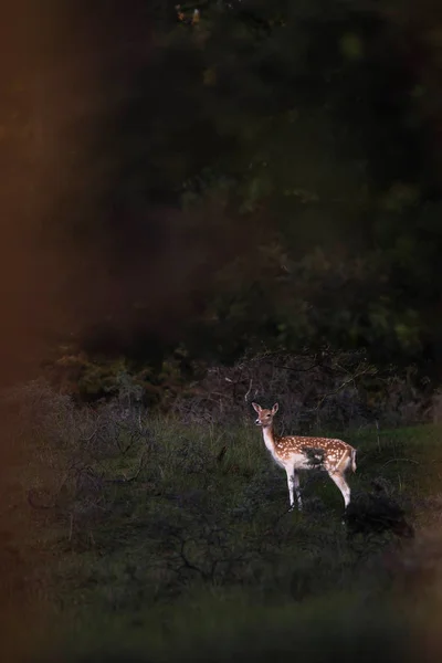 Fallow deer doe — Stock Photo, Image