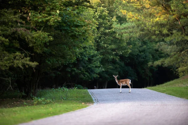 Cervo in piedi su strada — Foto Stock