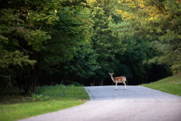 Damwild steht auf Straße — Stockfoto