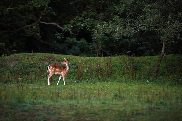 Rehe stehen auf Wiese — Stockfoto