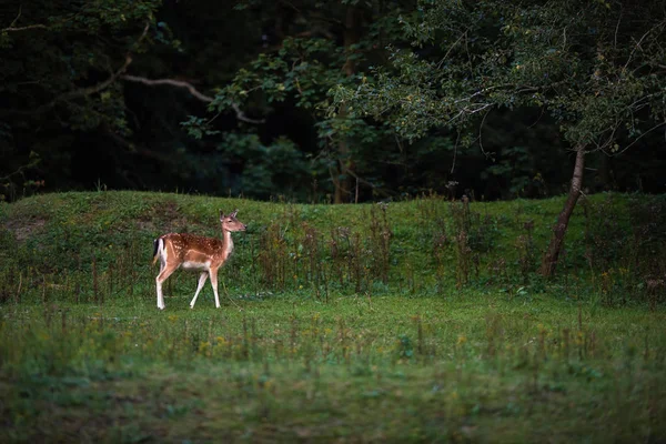  çayır üzerinde geyik duran