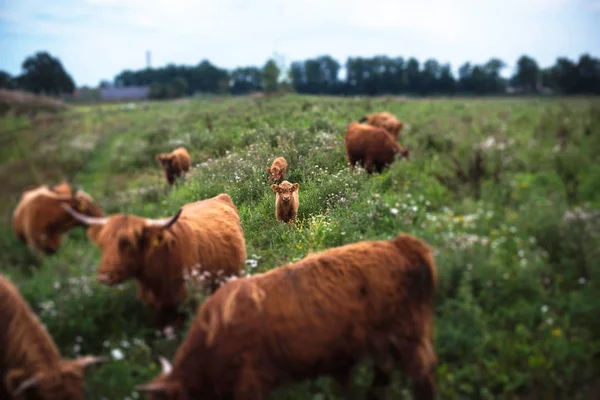 Highland calf between cows — Stock Photo, Image