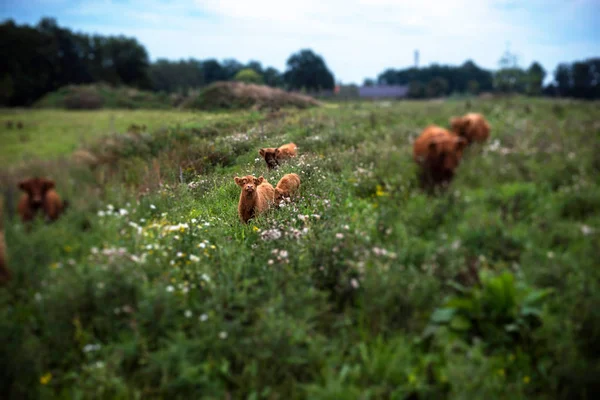 Highland calf between cows — Stock Photo, Image