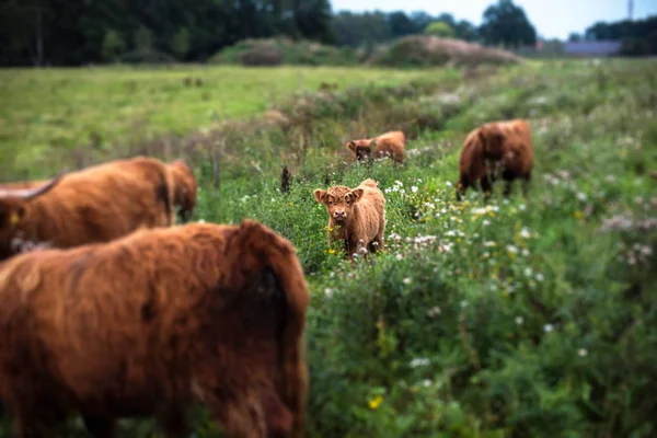 Highland calf between cows — Stock Photo, Image
