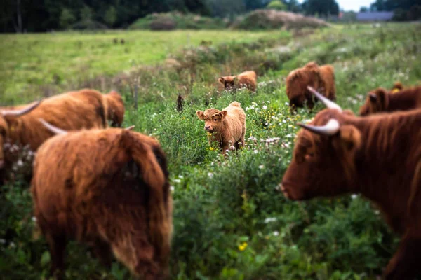 Hochlandkalb zwischen Kühen — Stockfoto