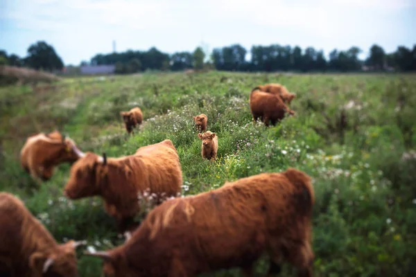 Highland calf between cows Royalty Free Stock Images