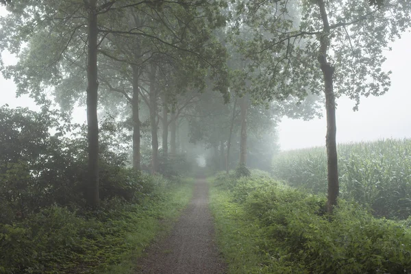 Percorso rurale con alberi — Foto Stock