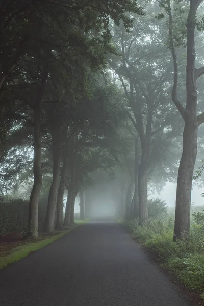 Country road in mist — Stock Photo, Image